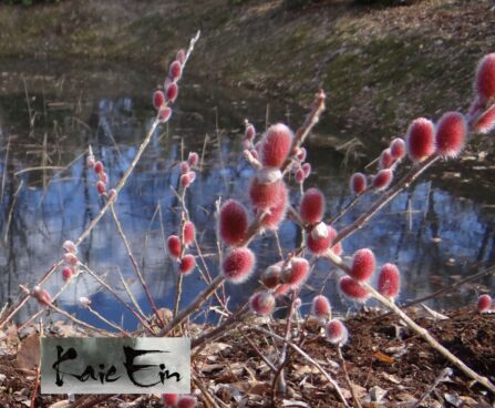 Salix gracilistyla `Mount Aso`- pikaemakaline paju