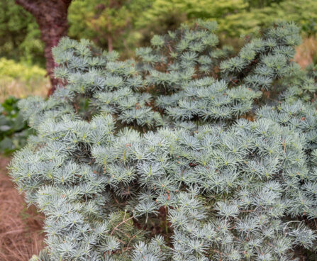 Abies concolor `Compacta` hall nulg (2)
