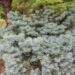 Abies concolor `Compacta` hall nulg (2)