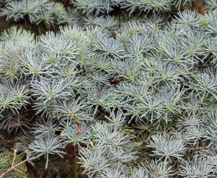 Abies concolor `Compacta` hall nulg (1)