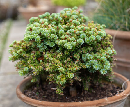 Abies koreana `Blauer Eskimo` korea nulg (1)