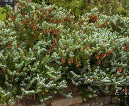 Abies koreana `Silberlocke` korea nulg (2)