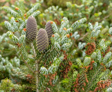 Abies koreana `Silberlocke` korea nulg (3)