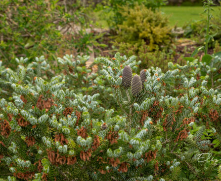 Abies koreana `Silberlocke` korea nulg (1)