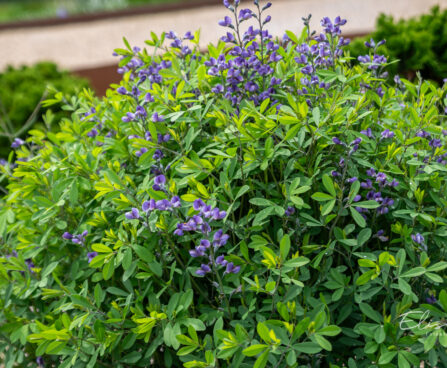 Baptisia, baptiisia (1)