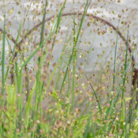 Briza media, värihein (2)