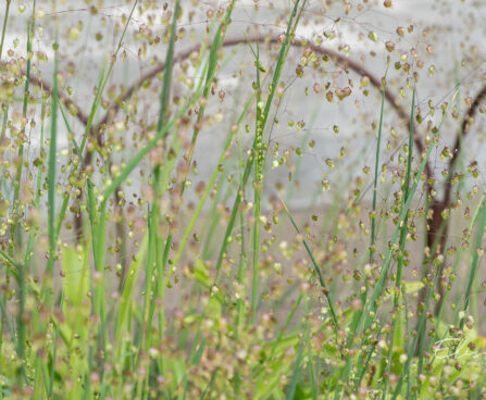 Briza media, värihein (2)