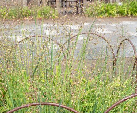 Briza media, värihein (1)