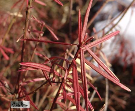 Euonymus nanus var. turkestanicus-väike kikkapuu talvel