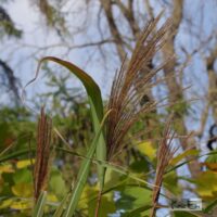 Miscanthus sinensis `Silberfeder`-hiina siidpööris