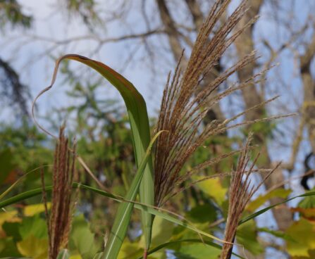Miscanthus sinensis `Silberfeder`-hiina siidpööris
