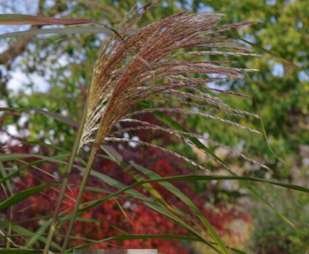 Miscanthus sinensis `Silberfeder`-hiina siidpööris2JPG