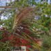 Miscanthus sinensis `Silberfeder`-hiina siidpööris2JPG