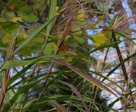 Miscanthus sinensis `Silberfeder`-hiina siidpööris3JPG
