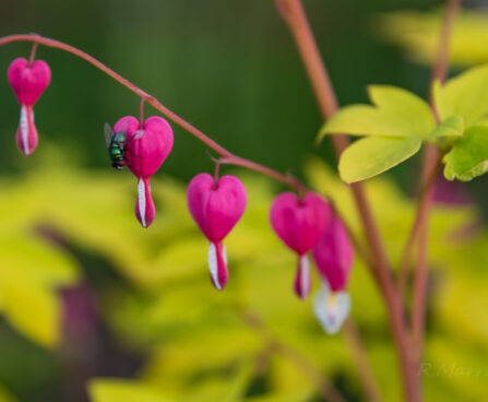 1759_6241_Dicentra_spectabilis_Gold_Heart.jpg