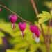 1759_6241_Dicentra_spectabilis_Gold_Heart.jpg