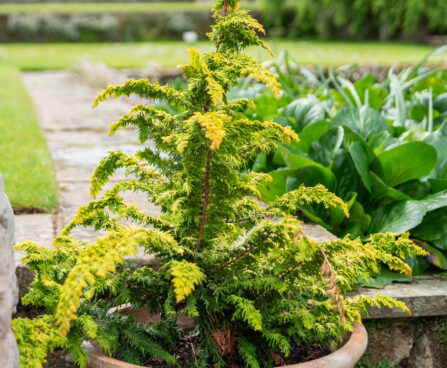 Chamaecyparis obtusa `Fernspray Gold` ebaküpress