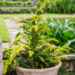 Chamaecyparis obtusa `Fernspray Gold` ebaküpress