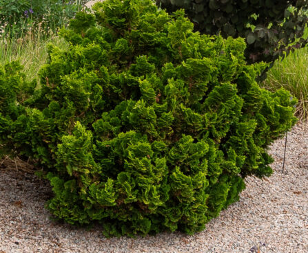 Chamaecyparis obtusa `Nana Gracilis` tömbiokkaline ebaküpress