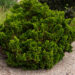 Chamaecyparis obtusa `Nana Gracilis` tömbiokkaline ebaküpress