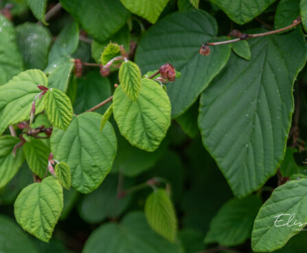 Corylopsis ebasarapuu