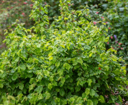Corylus avellana `Scooter` harilik sarapuu