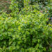 Corylus avellana `Scooter` harilik sarapuu
