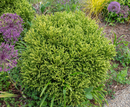 Cryptomeria japonica (2)