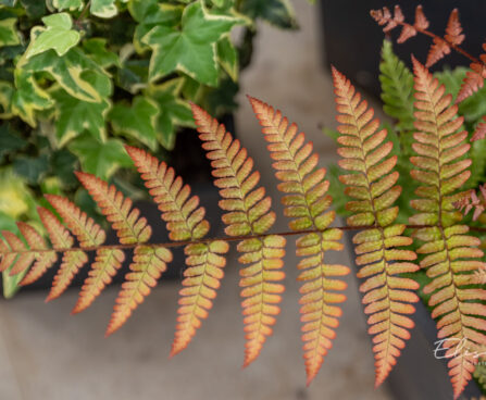 Dryopteris erythrosora `Brilliance` (2)