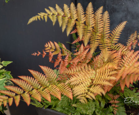 Dryopteris erythrosora `Brilliance` (3)