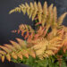 Dryopteris erythrosora `Brilliance` (3)