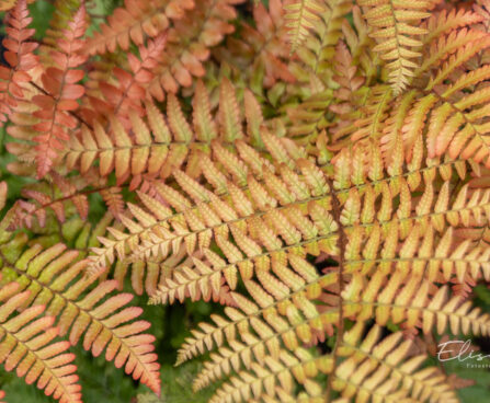 Dryopteris erythrosora `Brilliance` (1)