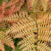 Dryopteris erythrosora `Brilliance` (1)