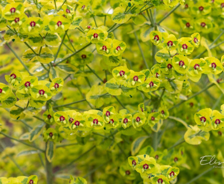 Euphorbia x martini `Ascot Rainbow` (1)