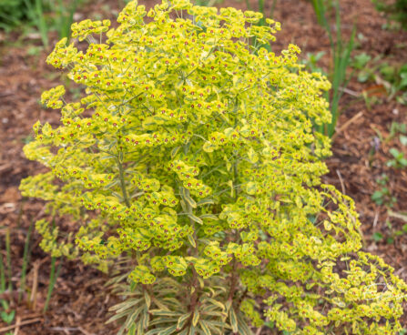 Euphorbia x martini `Ascot Rainbow` (2)