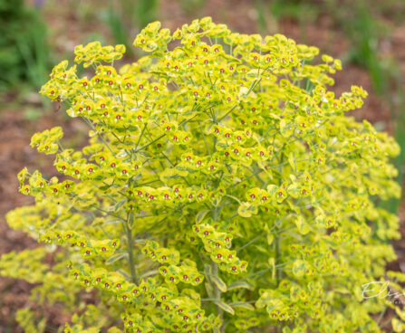 Euphorbia x martini `Ascot Rainbow` (3)