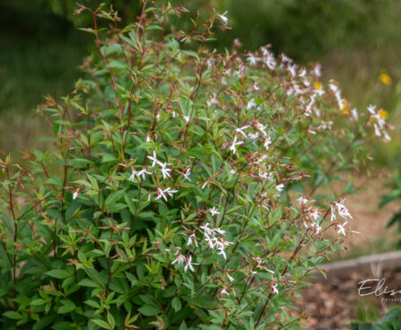 Gillenia trifoliata, kolmelehine piiskenelas