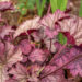 Heuchera `Berry Smoothie` helmikpööris (2)