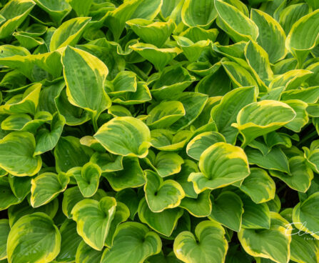 Hosta `Barbara Ann` (3)