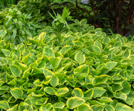 Hosta `Barbara Ann` (1)