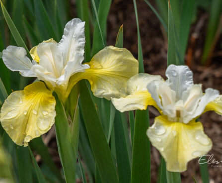Iris `Butter and Sugar` (2)
