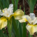Iris `Butter and Sugar` (2)