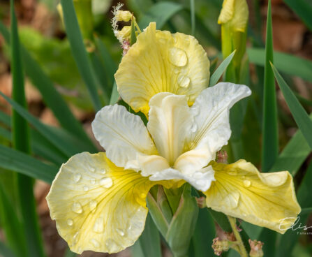 Iris `Butter and Sugar` (1)