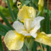Iris `Butter and Sugar` (1)