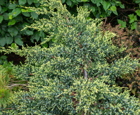 Juniperus squamata `Holger` kirju kadakas