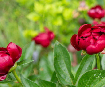 Paeonia `Buckeye Belle` pojeng
