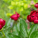 Paeonia `Buckeye Belle` pojeng