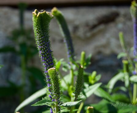 1761_4575_Veronica_spicata_Christa_.jpg