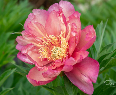 Paeonia `Julia Rose` pojeng