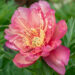 Paeonia `Julia Rose` pojeng
